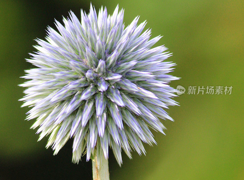 花园里的海冬青花/蓝色杏兰花